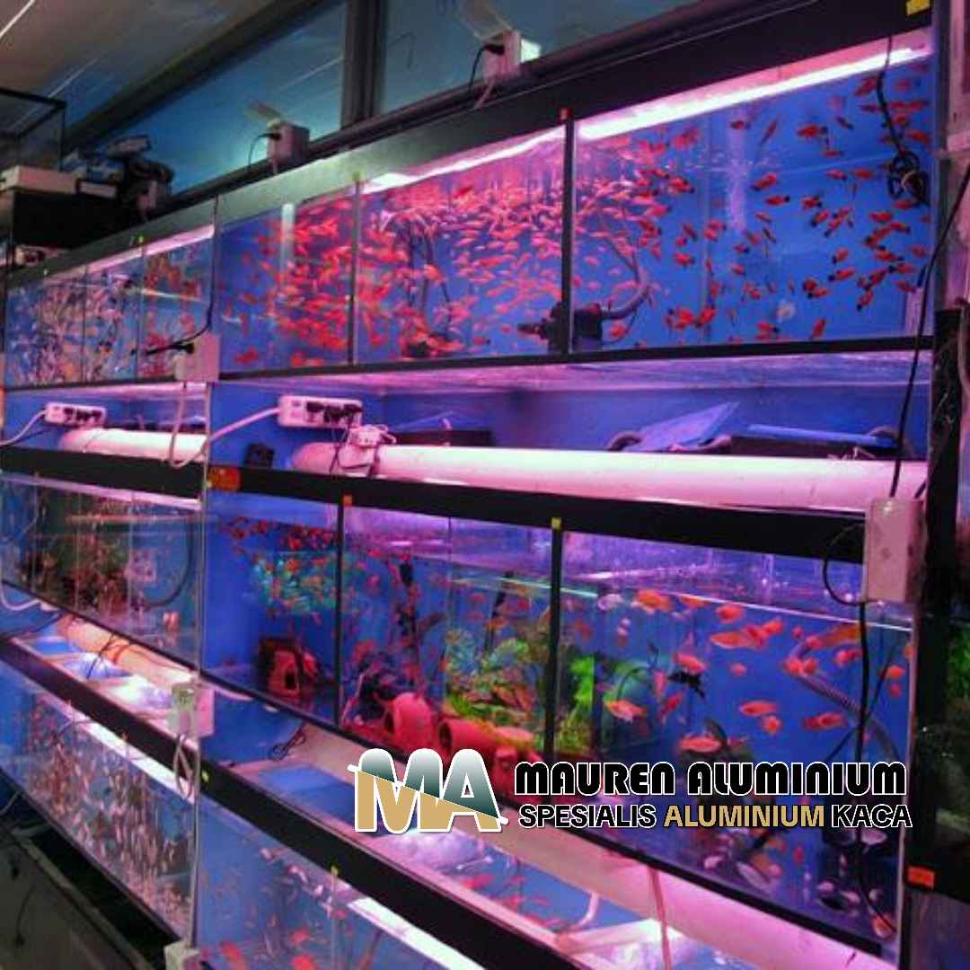 Toko Kaca untuk Aquarium Ikan Cupang Desain Unik Jakarta