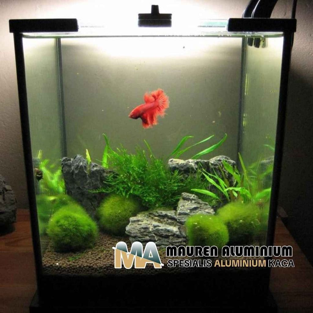 Toko khusus kaca aquarium ikan cupang custom di Bekasi